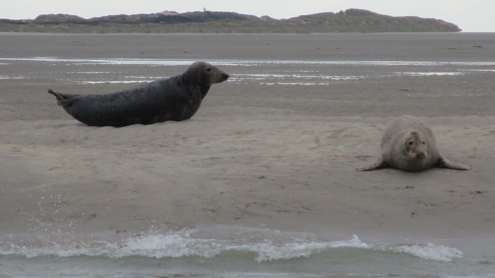 Pet-friendly hotels near Plage de Berck (zone canine sud), dog-friendly beach in Berck-sur-Mer, Pas-de-Calais