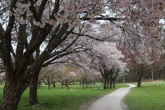Marselisborg Royal Park