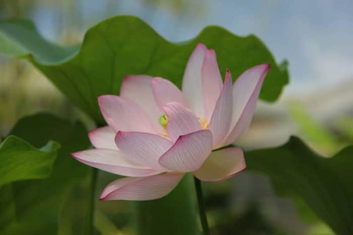Botanisk Have