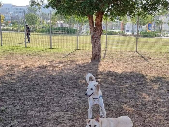 Bark Park Abu Dhabi