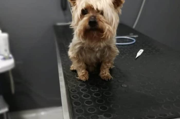 Clínica Veterinaria Levante