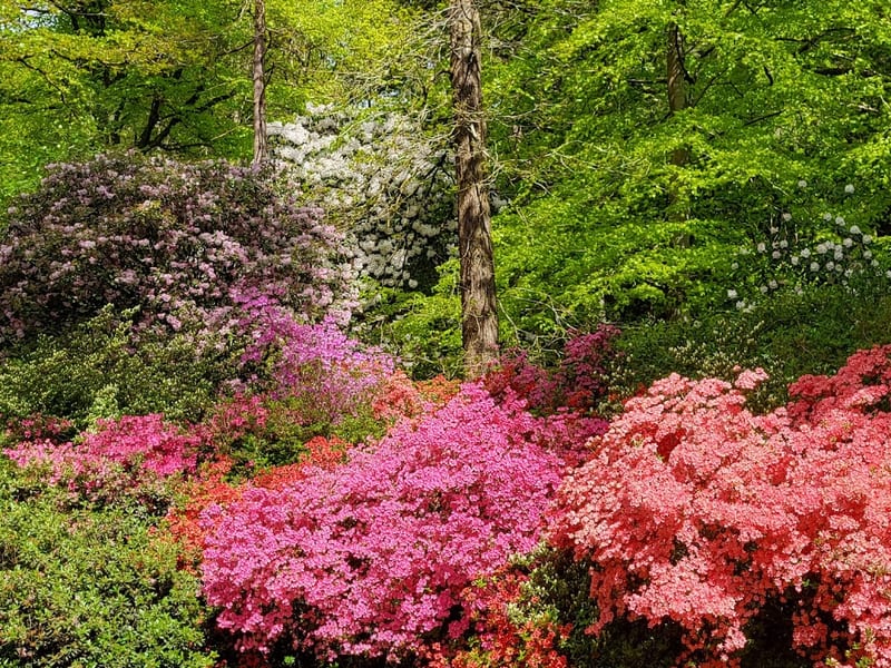 Stagshaw Garden (National Trust)