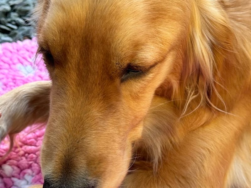 Oakhill Veterinary Group (Windermere)