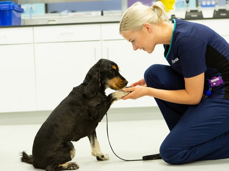 Vets Now Kendal (emergency)