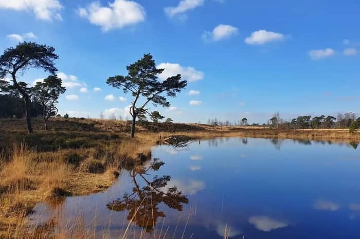 Kalmthoutse Heide (Heathland, Day Trip Alternative)