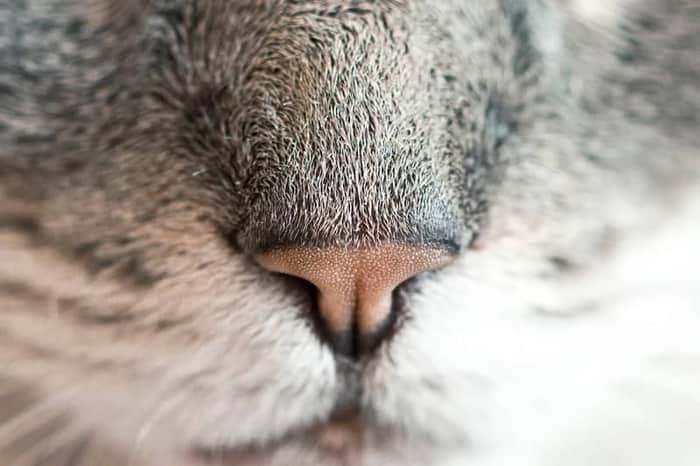 Dierenarts Centrum Antwerpen