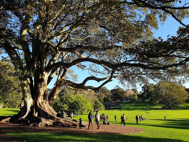 Cornwall Park and One Tree Hill