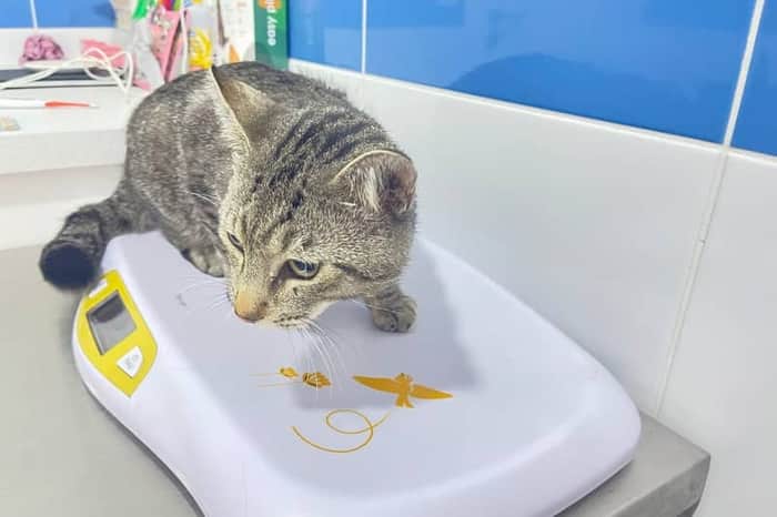 VetRia - Clínica Veterinária de Aveiro
