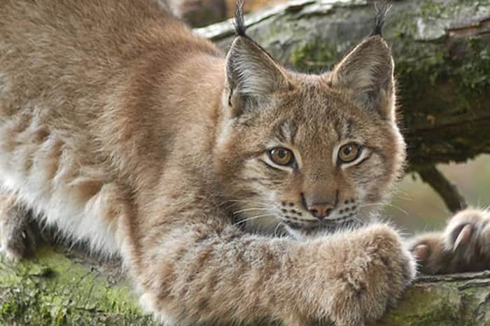 Tierpark Lange Erlen