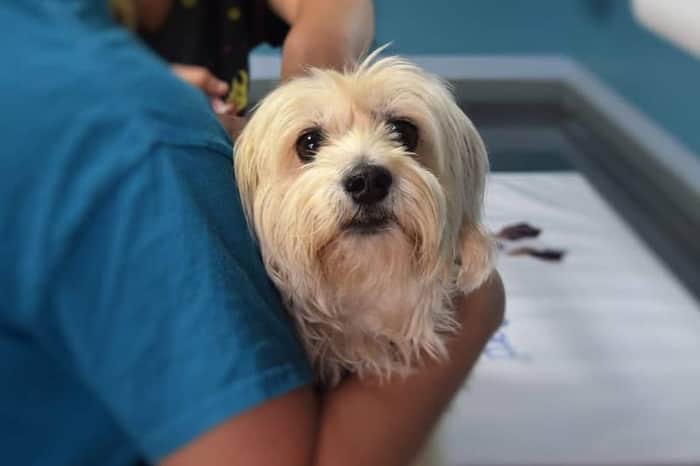 Earlswood Veterinary Hospital (24h)