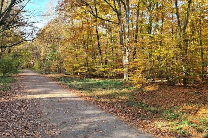 Grunewald Forest
