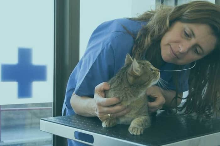 VetBZ - Clinica Veterinaria Città di Bolzano