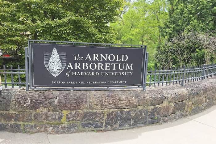 Arnold Arboretum (Harvard, Jamaica Plain)