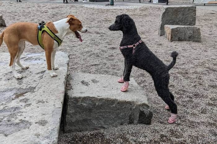 Peters Park Dog Park (South End)