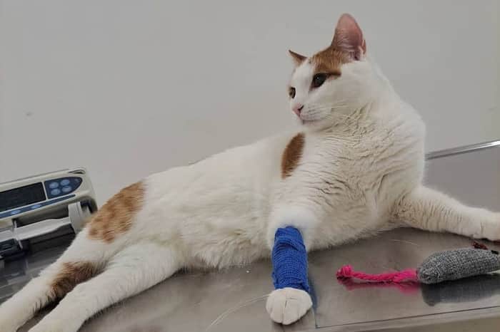 Clinica Veterinară Animal Help