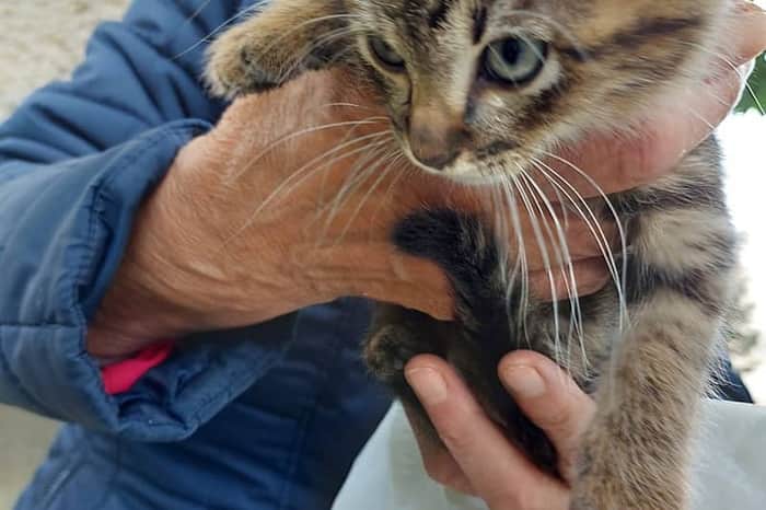 Clinica Veterinară Dr. Roman