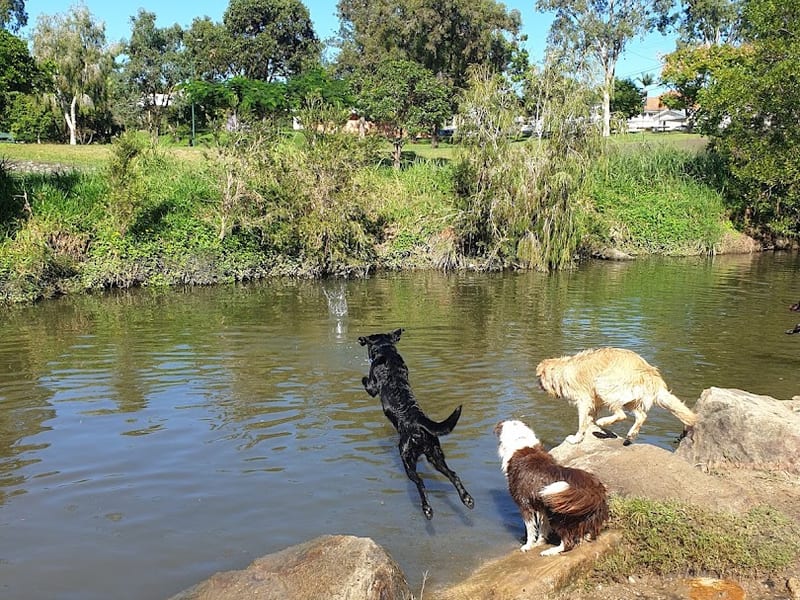 Kedron Brook dog off-leash and swimming area, Tuckeroo Park