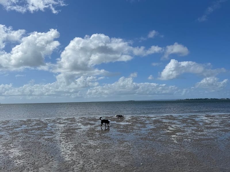 Manly foreshore dog off-leash area