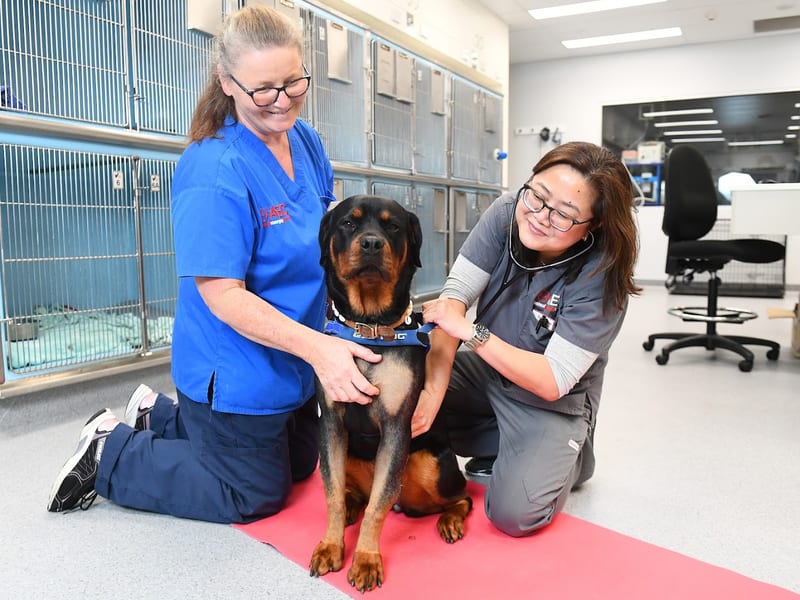 Animal Emergency Centre Woolloongabba