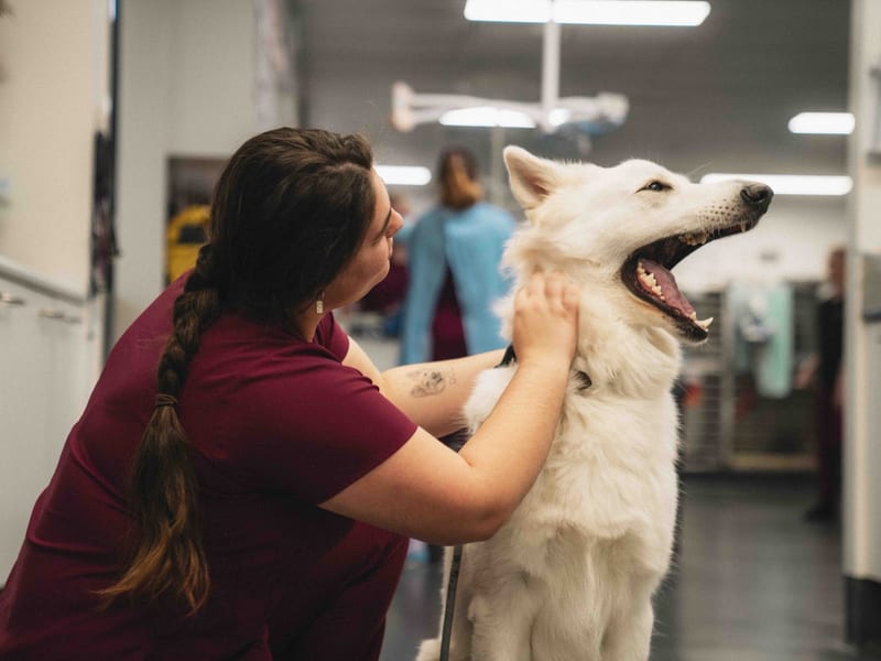 Queensland Veterinary Specialists, Stafford