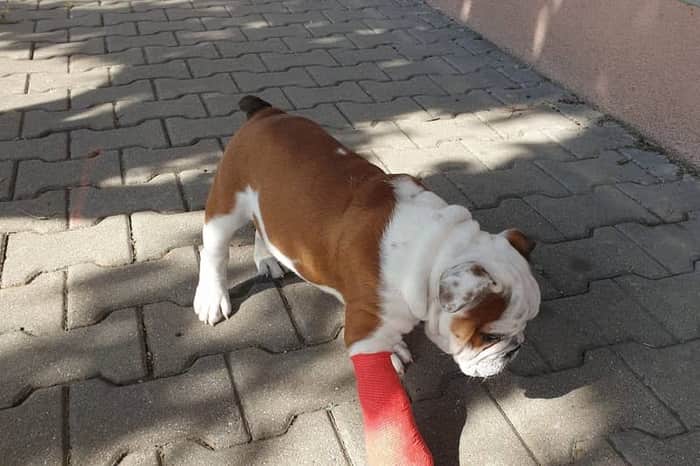 Veterinรกrnรญ klinika Lentilka