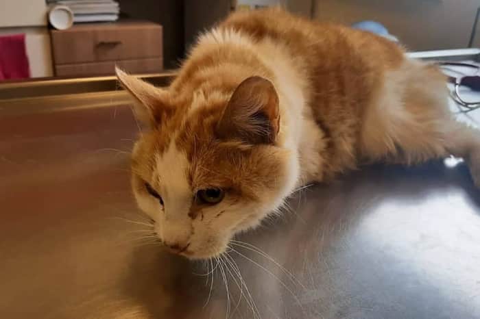 Animo Dierenartsencentrum Brugge