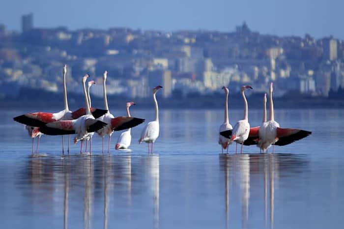 Parco Naturale di Molentargius-Saline