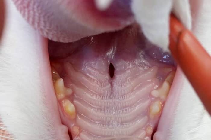 Clinica Veterinaria Sardo (Pirri)