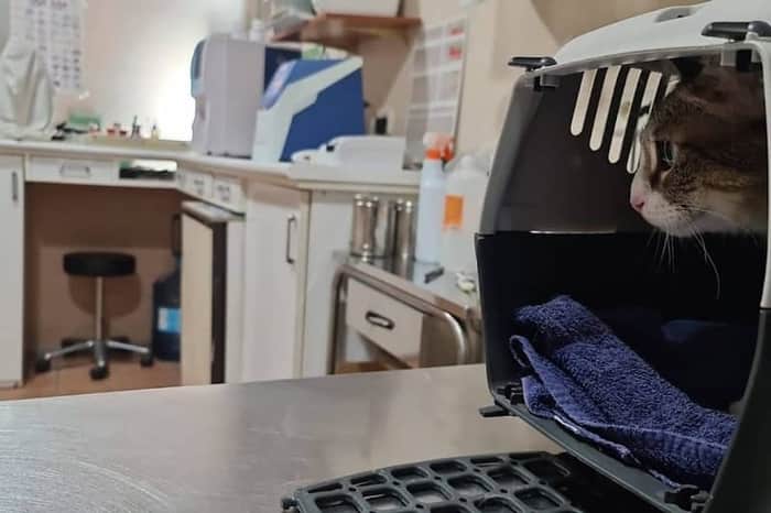 Clínica Veterinaria Calp