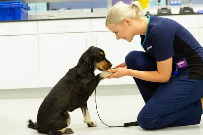 Vets Now Cambridge (Emergency)