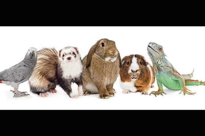 Valley Vets 24/7 Hospital, Tongwynlais