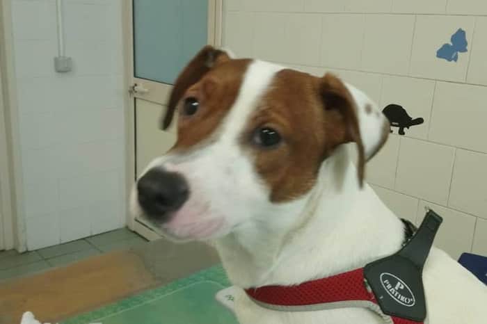 Clinica Veterinaria Ferrarotto