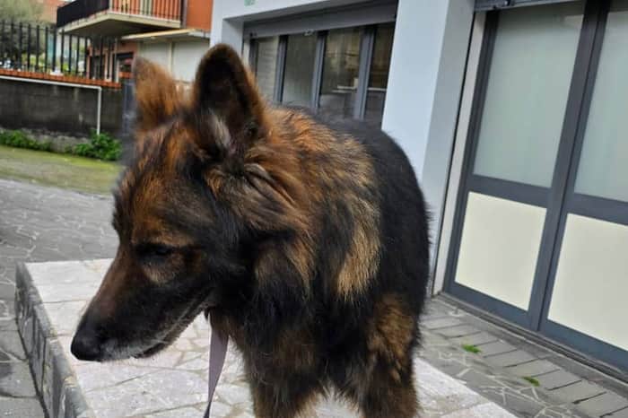 Ospedale Veterinario Emergency Vet Landi