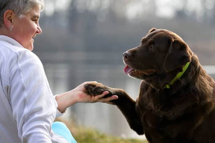 Veterinární klinika Budvet - 24h emergencies, České Budějovice