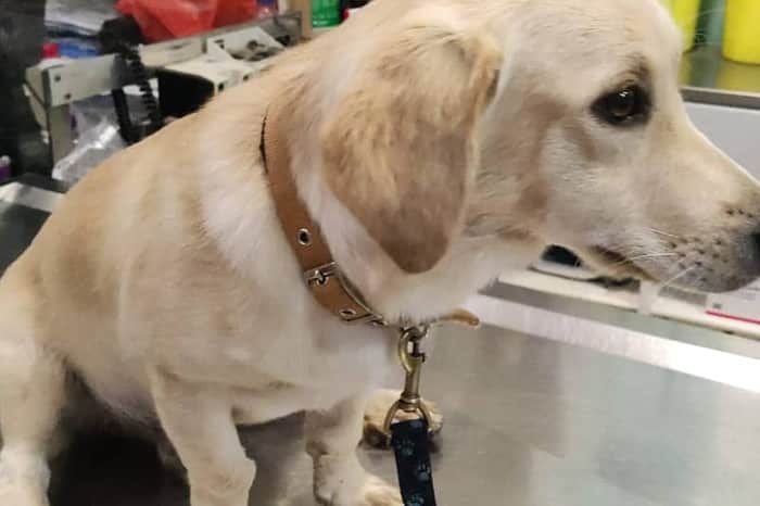 Lefteris Hatzidakis Veterinary