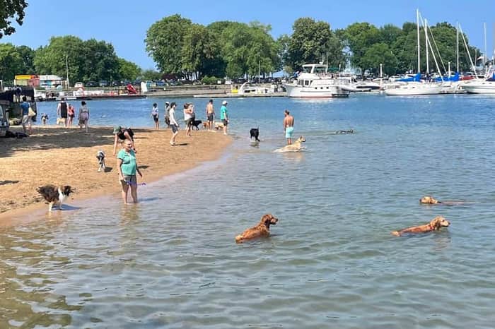 Belmont Harbor Dog Beach