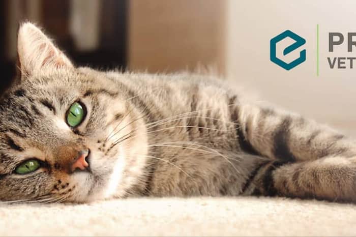 Premier Veterinary Group Chicago