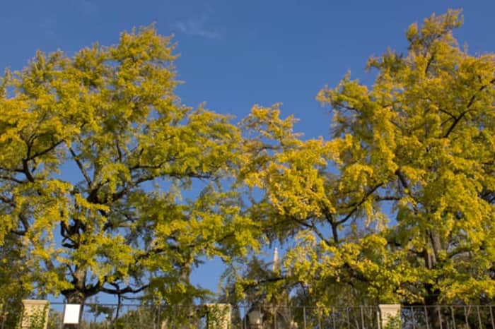 Jardim Botânico da Universidade de Coimbra