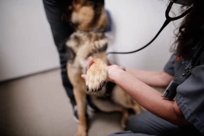 Hospital Veterinário do Baixo Vouga (24h)