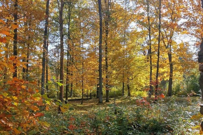 Dresdner Heide