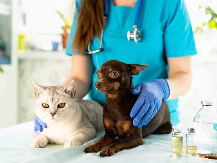 British Veterinary Hospital