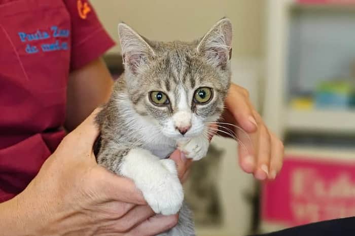 Veterinarska Stanica Dubrovnik