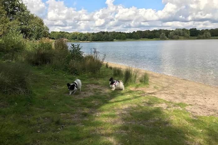 Unterbacher See, Hundebadestelle
