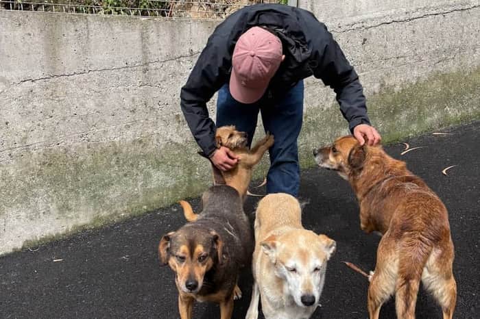 Causa Animal Funchal (municipal shelter & vet)