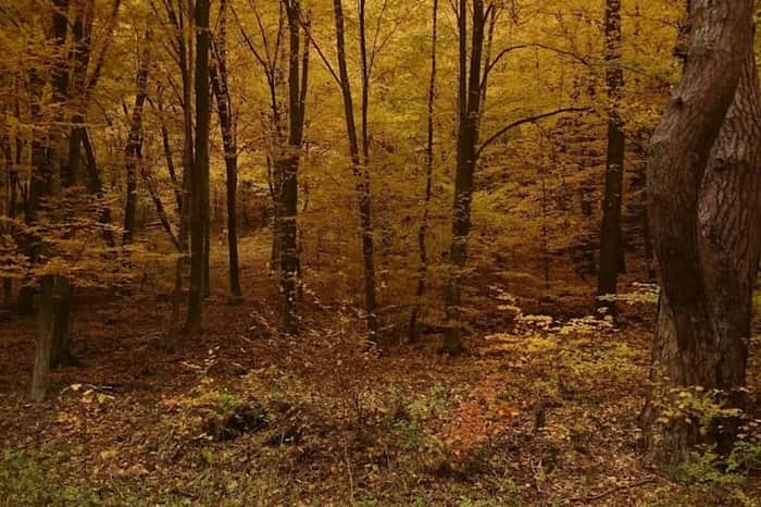 TPK Trójmiejski Park Krajobrazowy