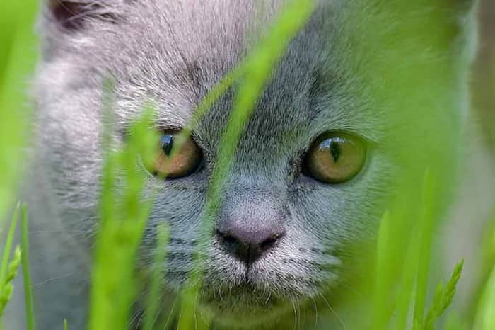 Klinika Weterynaryjna Animalia Oliwa