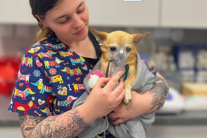 Klinika Weterynaryjna New Vet 24h