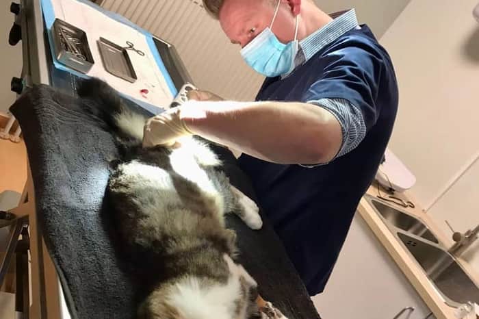 Dierenartsenpraktijk Pyckavet