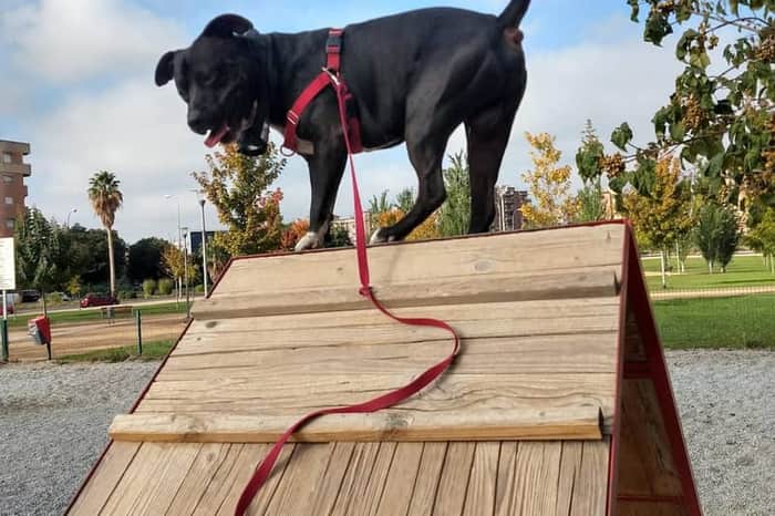 Parque para Perros La Virgencica