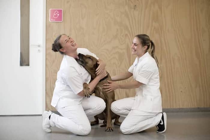 Spoedkliniek voor Dieren Amsterdam (after-hours emergency)